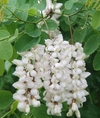 산림과학원, 꽃 늦게 피는 아까시나무 7본 선발