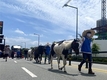 흔들리는 말산업…제동 걸린 축산발전기금