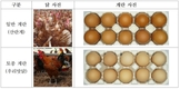 토종닭 계란과 일반 계란 차이는?