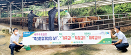 경북농협, 축산환경개선의 날 행사 실시