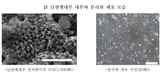 농진청, 닭에서 계란 만드는 세포 분리‧배양 기술 확립