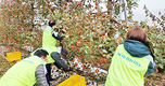<나눔축산운동 실천 현장>괴산 서산 포천지역 릴레이 농촌 일손 돕기