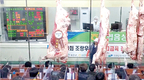 출품우 1+ 이상 출현율 100%…명품한우 입증