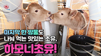 천하제일사료, 900g의 기적, ‘하모니초유’로 송아지 폐사율 줄이기