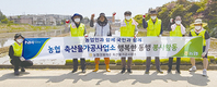 <나눔축산>마늘재배농가 마늘쫑 수확작업 ‘구슬땀'