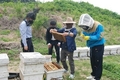 정부 양봉산업 5개년 육성책 발표했지만…