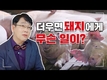 여름철에 돼지가 어떤 변화를 겪는지 부터 이해하자!