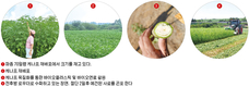 <2024 신년특집> 일반 수목보다 5배 이상 CO2 흡수…척박한 토양서도 잘 자라