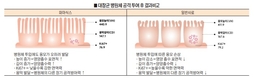<기획>면역력이 곧 생산성이다/ 무늬만 ‘면역력 증강’ 이제 그만…해답은 ‘항상성’