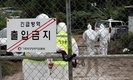 화천 아프리카돼지열병(ASF) 발생