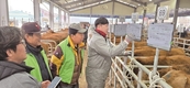 새해 첫 양평가축시장, 산뜻한 출발