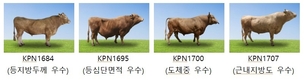 농진청, 2025년 상반기 한우 보증씨수소 18마리 선발