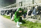 헬로, 베트남 축산업이 뜬다 <12>
