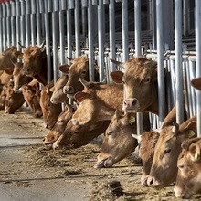 축산업, 온실가스 감축 압박 커진다