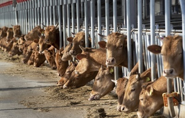 축산업, 온실가스 감축 압박 커진다