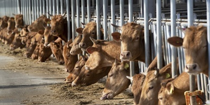 축산업, 온실가스 감축 압박 커진다