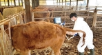 강원도, 우량암소 수정란 이식 확대…개량 속도 높인다