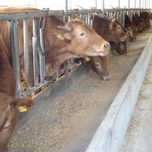 한우법 하위법령 ‘막바지’...기업 진입 규제 대폭 강화
