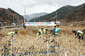 농협경기본부   ‘새봄맞이’ 봉사활동