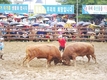 제9회 전국 창원 소싸움대회 성료