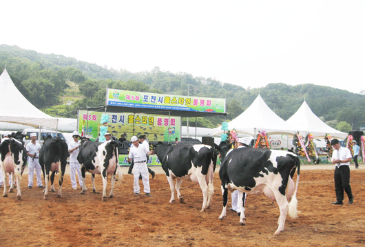 포천시 홀스타인품평회 성료…초계목장 ‘최고별’ 영광