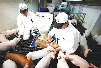 양돈장에서 자돈의 상태를 관찰하고 있다.