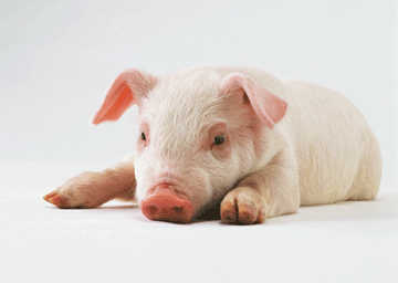 ‘축산규제 강화’ 지방조례 확산