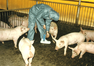 양돈농 10곳 중 3곳 과태료 대상