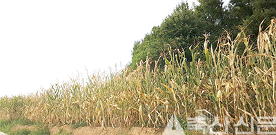 폭염피해를 입은 사료용 옥수수 재배단지.