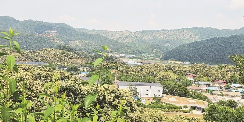 면역력 높이는 밤꿀, 밀원수 만개