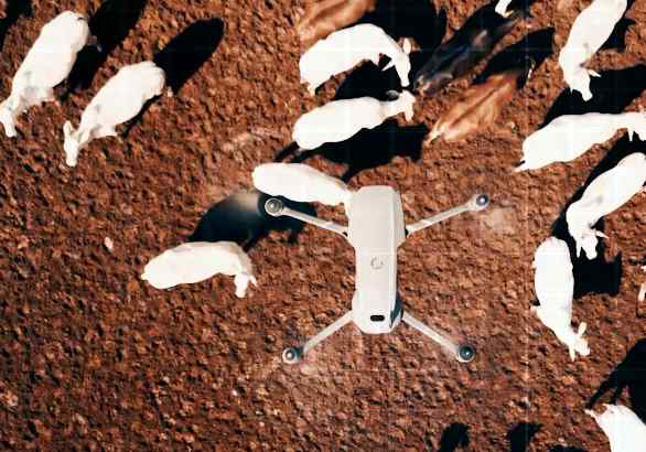 미국, 드론이 소들 지키고 AI가 번식 돕는다