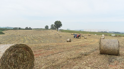 볏짚 수급 ‘비상’…가격 안정 총력전