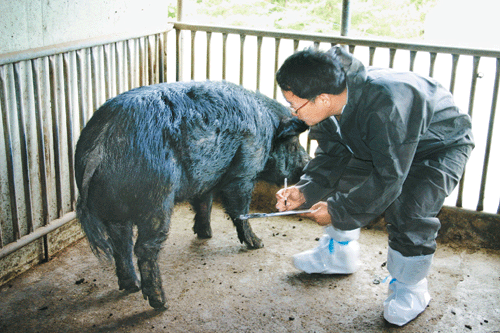 재래종 돼지 첫 혈통등록…산업화 길 ‘활짝’