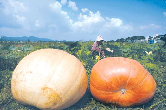 축산농가 땀의 결실, 저 호박처럼 이뤘으면…